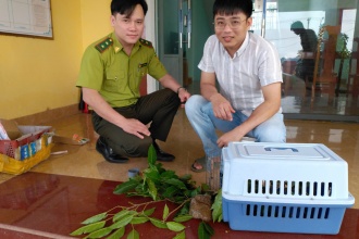Tiếp nhận động vật hoang dã nguy cấp, quý, hiếm để cứu hộ